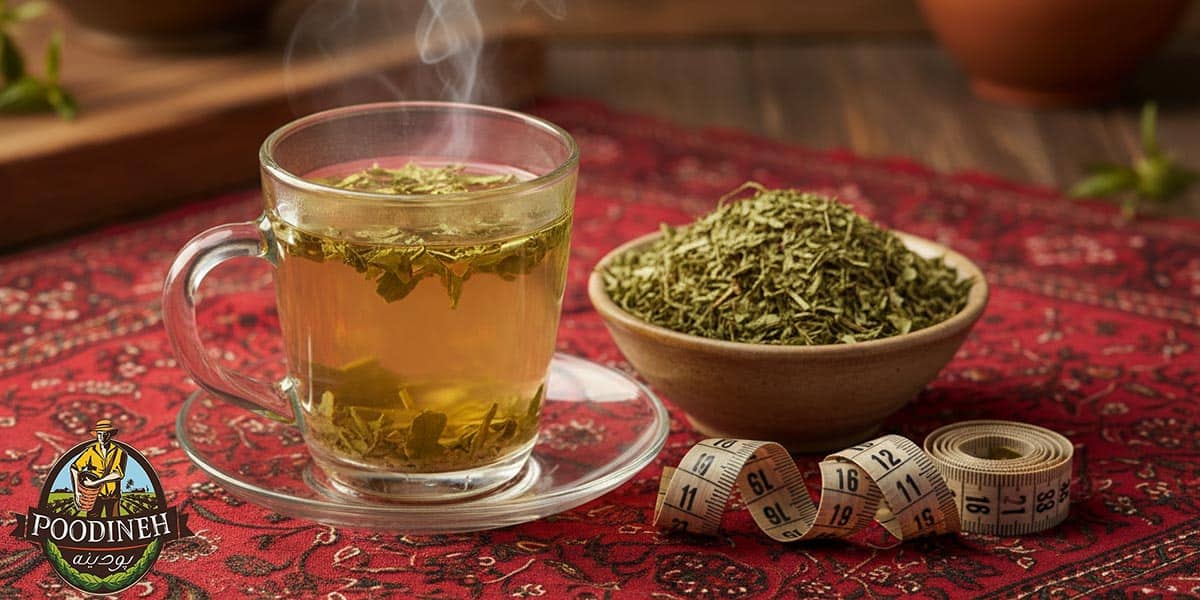 خواص ترخون و خواص دمنوش ترخون و خواص ترخون خشک