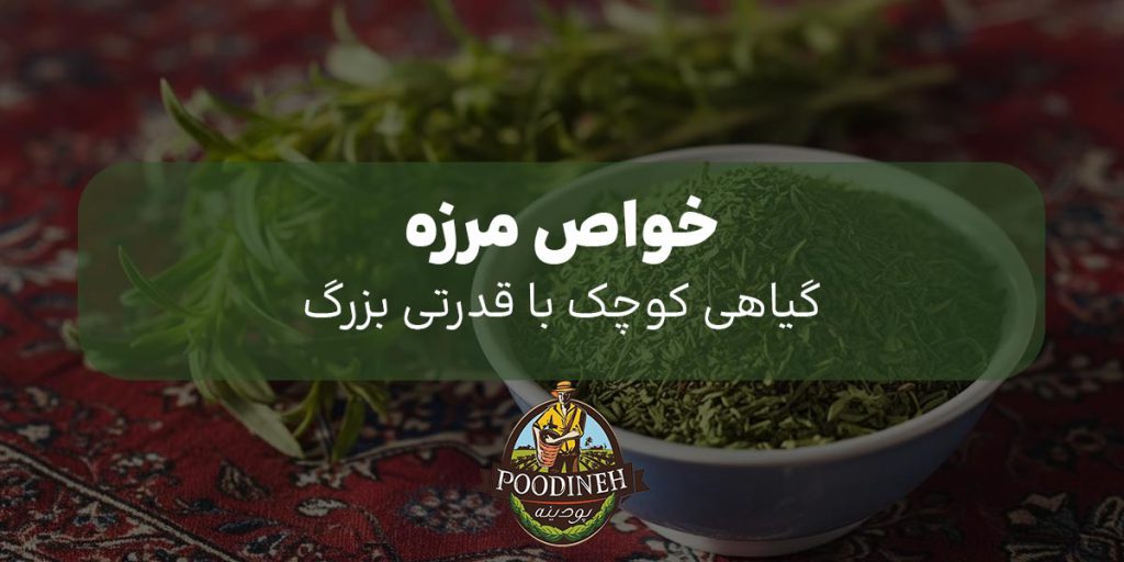 خواص مرزه خشک