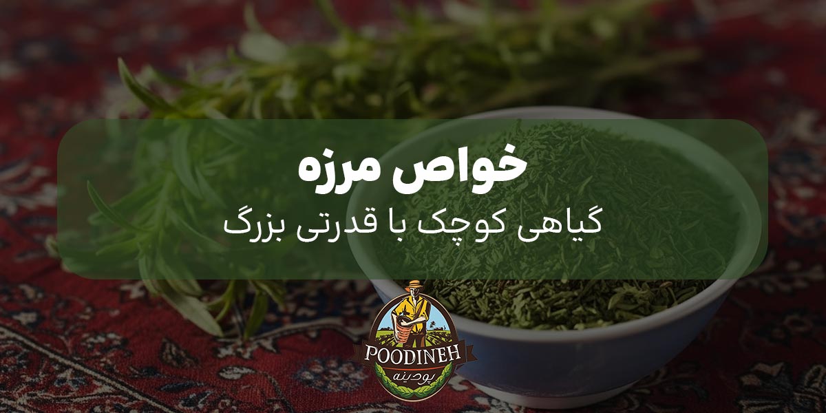 خواص مرزه خشک