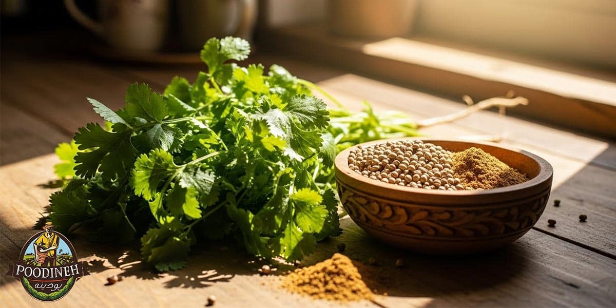 خواص گشنیز 