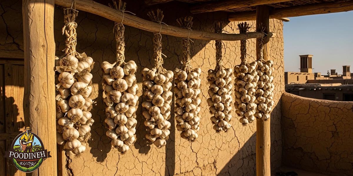 خواص پودر سیر 