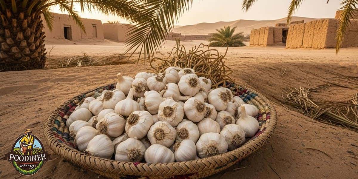 خواص سیر 